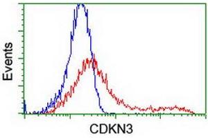 HEK293T cells transfected with either RC213080 overexpress plasmid (Red) or empty vector control plasmid (Blue) were immunostained by anti-CDKN3 antibody (ABIN2455052), and then analyzed by flow cytometry. (CDKN3 Antikörper)