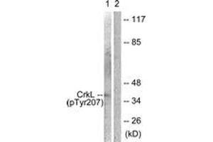 Western blot analysis of extracts from COS7 cells, using CrkL (Phospho-Tyr207) Antibody. (CrkL Antikörper  (pTyr207))