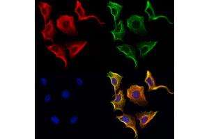 ABIN6264578 and ABIN6272979 staining Hela cells by IF/ICC.