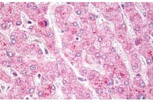 Anti-c-Met antibody IHC staining of human liver. (c-MET Antikörper  (AA 1316-1365))