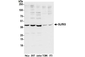 Western Blotting (WB) image for anti-Glutaredoxin 3 (GLRX3) (AA 100-150) antibody (ABIN7450287)