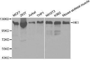 Western blot analysis of extracts of various cell lines, using HK1 antibody. (Hexokinase 1 Antikörper)