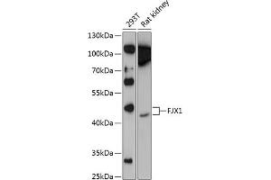 Western blot analysis of extracts of various cell lines, using FJX1 Antibody (ABIN6132035, ABIN6140644, ABIN6140645 and ABIN6224952) at 1:1000 dilution. (FJX1 Antikörper  (AA 138-437))