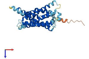MAS-Related GPR, Member G (Mrgprg) (AA 1-289) protein (His tag)