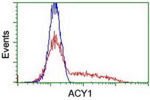 HEK293T cells transfected with either RC201284 overexpress plasmid (Red) or empty vector control plasmid (Blue) were immunostained by anti-ACY1 antibody (ABIN2454819), and then analyzed by flow cytometry. (Aminoacylase 1 Antikörper)