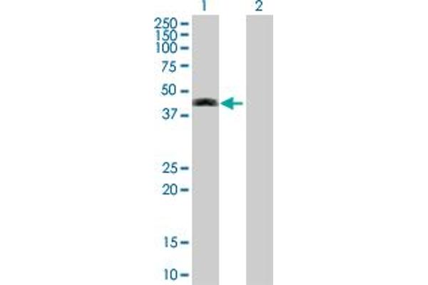 Septin 12 anticorps  (AA 1-358)