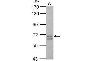 CCDC37 Antikörper  (N-Term)