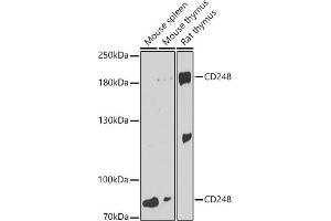 Western blot analysis of extracts of various cell lines, using CD248 antibody (ABIN6131286, ABIN6138149, ABIN6138151 and ABIN6216437) at 1:3000 dilution. (CD248 Antikörper  (AA 18-150))