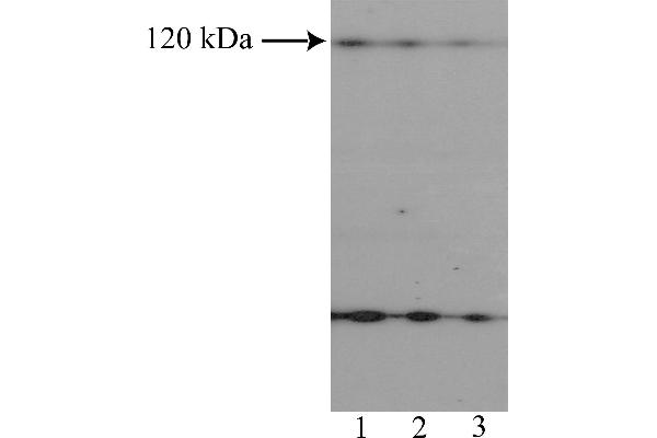 NFAT1 Antikörper  (AA 433-567)