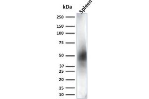 Western Blot Analysis of Spleen tissue lysate using CD63 Mouse Monoclonal Antibody (LAMP3/2881) (CD63 Antikörper  (AA 100-197))