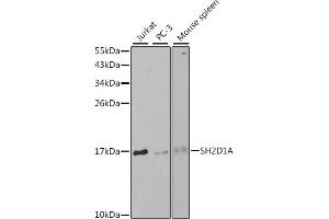 Western blot analysis of extracts of various cell lines, using SH2D1A antibody (ABIN3021535, ABIN3021536, ABIN3021537 and ABIN6215210) at 1:1000 dilution. (SH2D1A Antikörper  (AA 1-128))