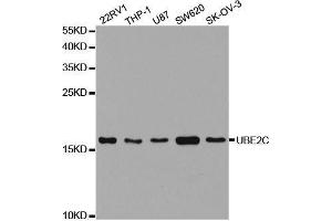 Western blot analysis of extracts of various cell lines, using UBE2C antibody. (UBE2C Antikörper  (AA 1-179))