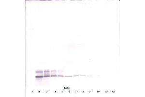 Image no. 1 for anti-Defensin, beta 104A (DEFB104A) antibody (ABIN465325) (DEFB104A Antikörper)