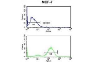 Flow Cytometry (FACS) image for anti-Junction Plakoglobin (JUP) antibody (ABIN3003996)