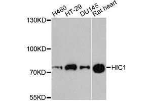 Western blot analysis of extracts of various cell lines, using HIC1 antibody. (HIC1 Antikörper)