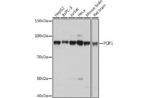 Western blot analysis of extracts of various cell lines using PCIF1 Polyclonal Antibody at dilution of 1:1000. (PCIF1 Antikörper)