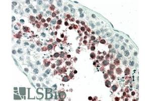ABIN238571 (5µg/ml) staining of paraffin embedded Human Testis. (MEPCE Antikörper  (Internal Region))