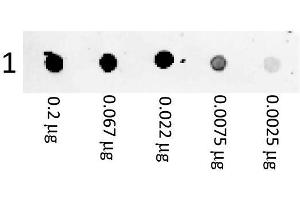 Dot Blot showing the detection of Mouse IgG. (Ziege anti-Maus IgG (Heavy & Light Chain) Antikörper (PE) - Preadsorbed)