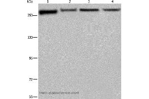 Western blot analysis of PC3, Hela, NIH/3T3 and HUVEB cell, using FLNA Polyclonal Antibody at dilution of 1:800 (Filamin A Antikörper)