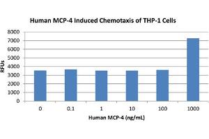 SDS-PAGE of Human Monocyte Chemotactic Protein-4 (CCL13) Recombinant Protein Bioactivity of Human Monocyte Chemotactic Protein-4 (CCL13) Recombinant Protein. (CCL13 Protein)