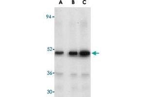 Western blot analysis of MAP3K7 in rat thymus tissue lysate with MAP3K7 polyclonal antibody  at (A) 1, (B) 2, and (C) 4 ug/mL . (MAP3K7 Antikörper  (N-Term))