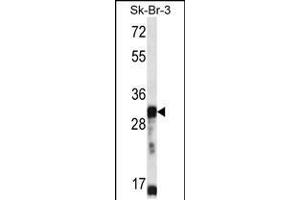 Western blot analysis in SK-BR-3 cell line lysates (35ug/lane). (OR5D13 Antikörper  (AA 172-199))