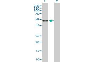 Western Blot analysis of KRR1 expression in transfected 293T cell line by KRR1 MaxPab polyclonal antibody. (KRR1 Antikörper  (AA 1-381))