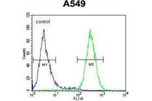 Flow cytometric analysis of A549 cells using GTPBP8 Antibody (Center) Cat. (GTPBP8 Antikörper  (Middle Region))