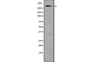 Western blot analysis of Collagen VII α1 using HeLa whole cell lysates (COL7A1 Antikörper  (C-Term))