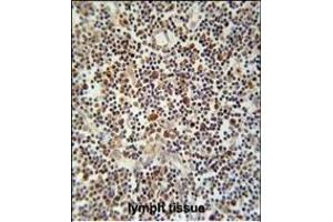 CLM1 Antibody (N-term) (ABIN653906 and ABIN2843144) immunohistochemistry analysis in formalin fixed and paraffin embedded human lymph tissue followed by peroxidase conjugation of the secondary antibody and DAB staining. (IREM1 Antikörper  (N-Term))