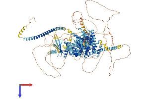 TBC1D4 Protein (AA 1-1298) (His tag)