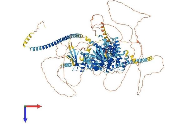 TBC1D4 Protein (AA 1-1298) (His tag)