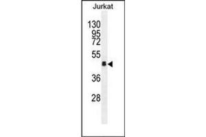 Western blot analysis of OR4N4 Antibody (N-term) in Jurkat cell line lysates (35ug/lane). (OR4N4 Antikörper  (N-Term))