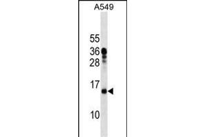 MRPL11 Antibody (N-term) (ABIN1539315 and ABIN2838172) western blot analysis in A549 cell line lysates (35 μg/lane).