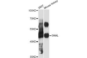 Western blot analysis of extracts of various cell lines, using GNAL antibody (ABIN6293327) at 1:3000 dilution.