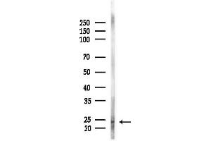 Western blot analysis of lysates from RAW264.