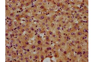 IHC image of ABIN7171048 diluted at 1:400 and staining in paraffin-embedded human liver tissue performed on a Leica BondTM system. (SNED1 Antikörper  (AA 1200-1341))