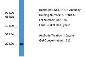 WB Suggested Anti-NUDT16L1  Antibody Titration: 0.