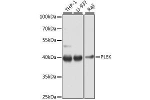 Western blot analysis of extracts of various cell lines, using PLEK antibody (ABIN6290796) at 1:1000 dilution. (Pleckstrin Antikörper)