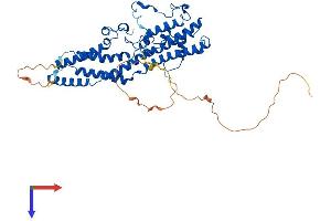 Bestrophin 4 Protein (BEST4) (AA 1-473) (His tag)