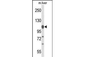 Western blot analysis of GLDC Antibody (N-term) (ABIN653448 and ABIN2842886) in mouse liver tissue lysates (35 μg/lane). (GLDC Antikörper  (N-Term))