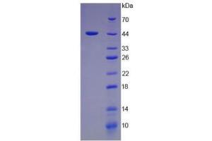 SDS-PAGE analysis of Pig Interferon alpha Protein. (IFNA Protein)