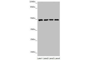 Western blot All lanes: CYP3A43 antibody at 2. (CYP3A4 Antikörper  (AA 244-503))