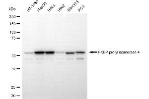 Western blotting analysis using FKBP prolyl isomerase 4 antibody (ABIN7800928).