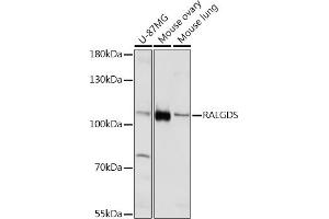 Western blot analysis of extracts of various cell lines, using RALGDS Rabbit pAb (ABIN7269838) at 1:1000 dilution. (RALGDS Antikörper)