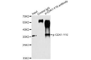 Immunoprecipitation analysis of 200 μg extracts of HT-29 cells treated by starvation using 2. (CDK1 Antikörper  (pTyr15))