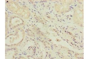 Immunohistochemistry of paraffin-embedded human kidney tissue using ABIN7167348 at dilution of 1:100