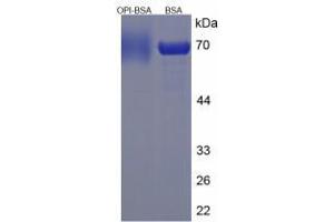 Image no. 3 for Proline Rich, Lacrimal 1 (PROL1) protein (BSA) (ABIN1880192) (PROL1 Protein (BSA))