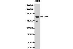 Western Blotting (WB) image for anti-Nuclear Receptor Coactivator 1 (NCOA1) antibody (ABIN1873843) (NCOA1 Antikörper)