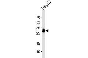HepG2 Cell lysates, probed with PPT1 (1117CT11.